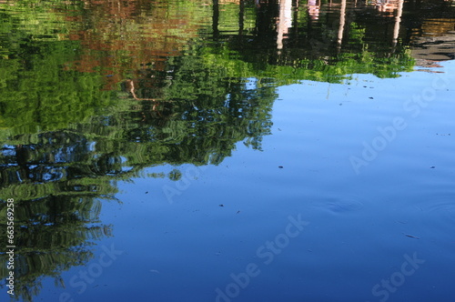 Reflection of Trees in Water