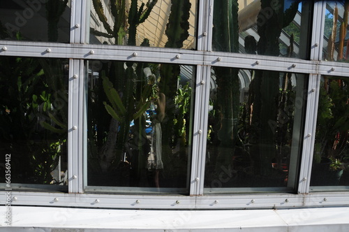 Window with Reflections of Plants