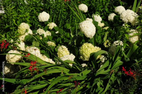 Flowers in the Garden