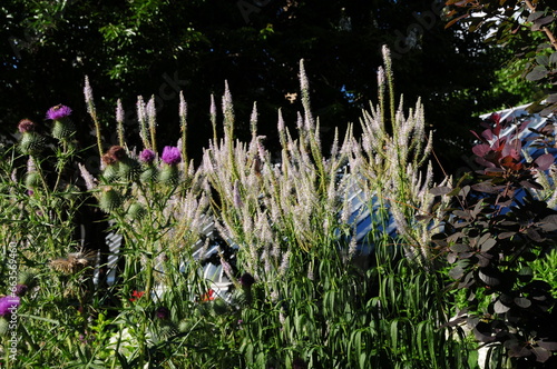 Flowers in the Grass