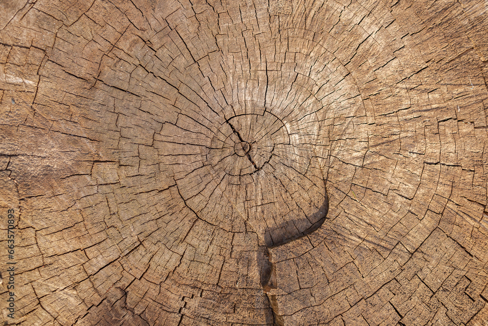 Log of a very old tree with cracks. Wood production. Natural background.