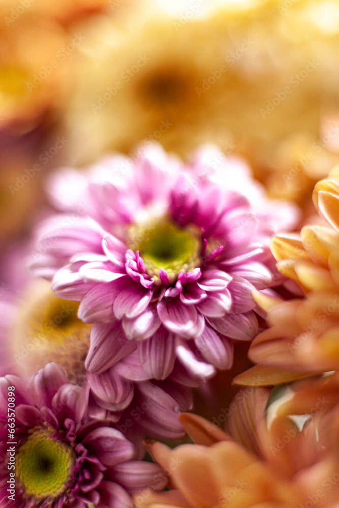 Chrysanthemum flower. Selective focus. Macro. Copy space.