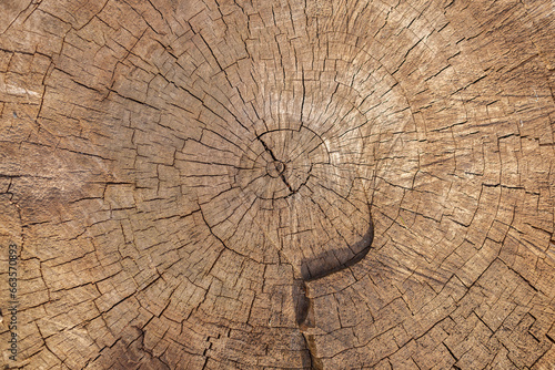 Obraz na płótnie Log of a very old tree with cracks. Wood production. Natural background. w salonie