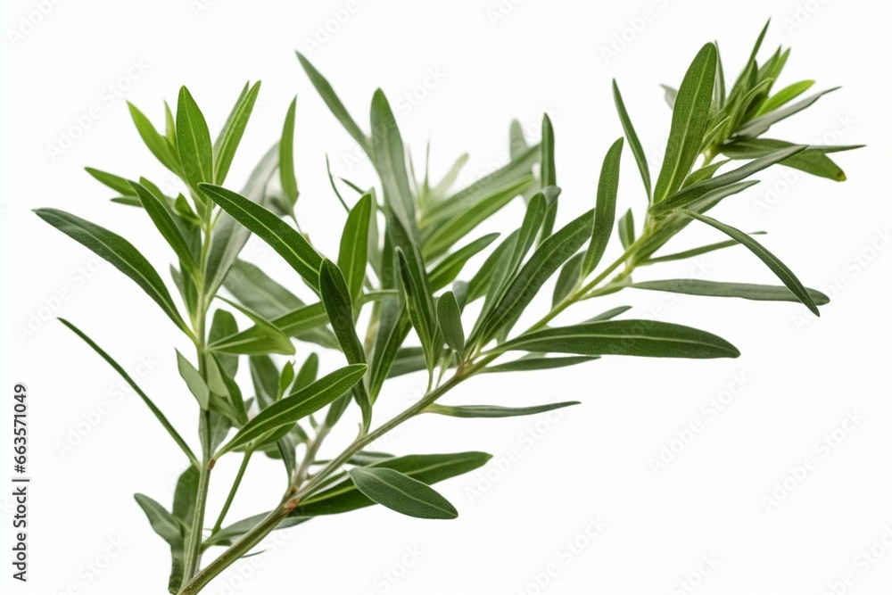 Isolated sprig of French tarragon on a transparent background