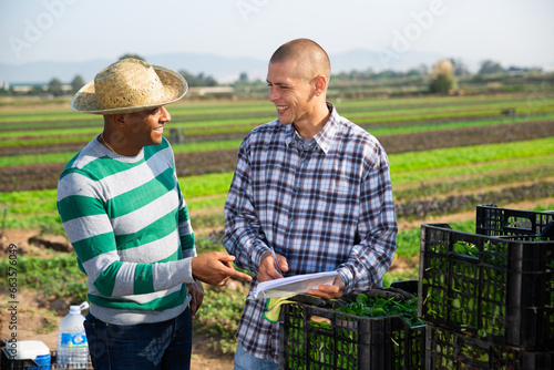 Experienced farmers standing outdoors near boxes with vegetables on background with field, discussing documents..