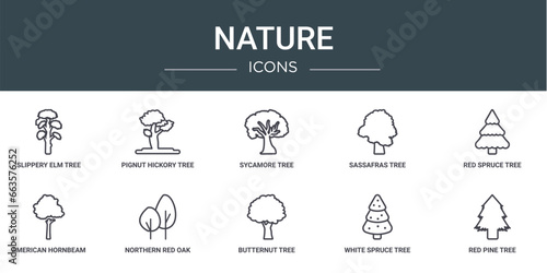 set of 10 outline web nature icons such as slippery elm tree, pignut hickory tree, sycamore tree, sassafras red spruce american hornbeam northern red oak vector icons for report, presentation,
