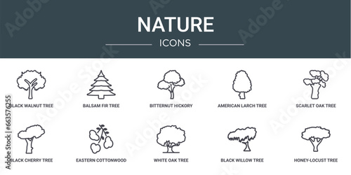 set of 10 outline web nature icons such as black walnut tree, balsam fir tree, bitternut hickory tree, american larch scarlet oak black cherry eastern cottonwood vector icons for report,