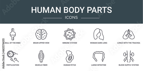 set of 10 outline web human body parts icons such as ball of the knee, brain upper view, immune system, woman dark long hair, lungs with the trachea, fertilization, muscle fiber vector icons for