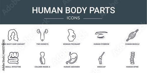 set of 10 outline web human body parts icons such as long wavy hair variant, two kidneys, woman pregnant, human eyebrow, human muscle, small intestine, column inside a male body in side view vector