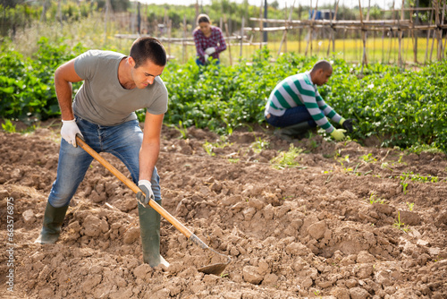 Принти на полотні Young farmer cultivates garden beds with hoe
