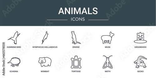 set of 10 outline web animals icons such as humming bird, nymphicus hollandicus, ermine, musk, groundhog, echidna, wombat vector icons for report, presentation, diagram, web design, mobile app