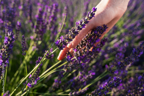 Fototapeta Naklejka Na Ścianę i Meble -  lavender field, female hand touching lavender