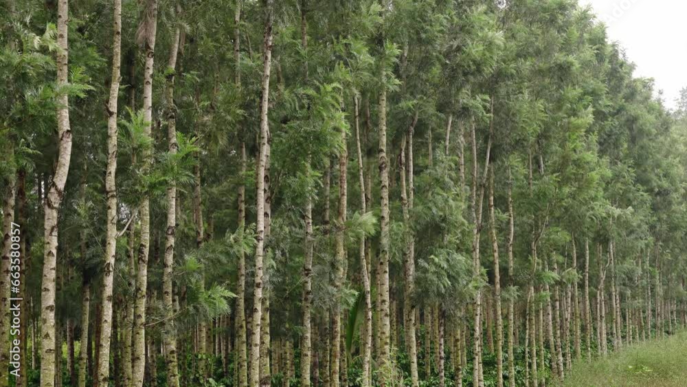 Silver Oak tree with coffee tree plantation Silver Oak tree with coffee tree plantation