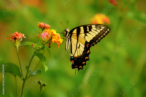 Butterfly on a flower