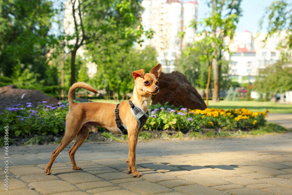 Cute Chihuahua on walkway outdoors, space for text. Dog walking Cute Chihuahua on walkway outdoors, space for text. Dog walking
