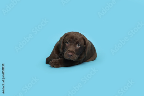 Cute chocolate Labrador Retriever puppy lying on light blue background