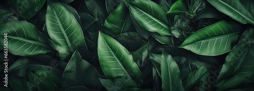 Green leaves on a black background © pham