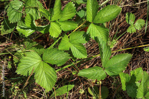 Many wild strawberry leaves outdoors , closeup