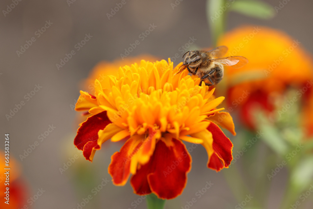 Honeybee collecting pollen from beautiful flower outdoors, closeup Honeybee collecting pollen from beautiful flower outdoors, closeup