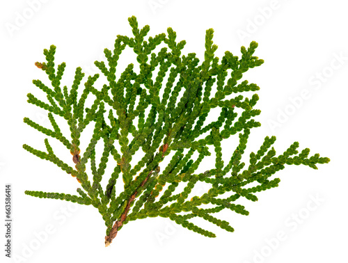 Macro image of a cedar branch showing the details of the tree’s structures. On a clean background.
