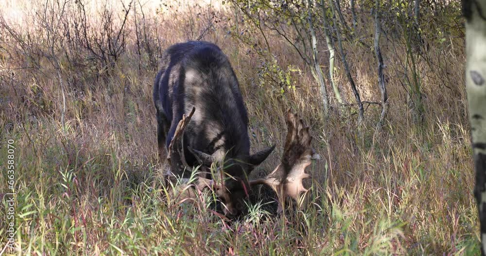 Bull Shiras Moose During the Rut in Autumn in Wyoming Bull Shiras Moose During the Rut in Autumn in Wyoming