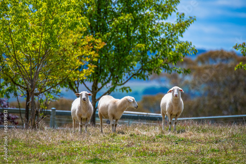 On the farm with the sheep photo