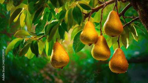 Orchard Beauty Juicy and Organic Pears on a Branch 
