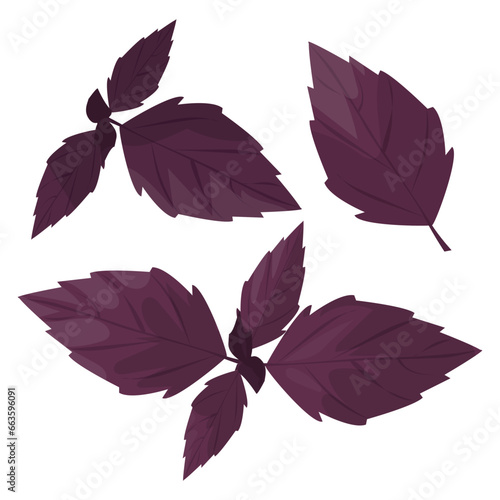 Fresh basil leaves. Aromatic seasoning for Asian and oriental dishes. Cartoon vector illustration