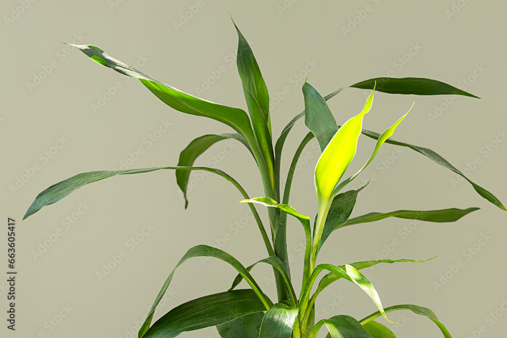 Fototapeta premium Lucky bamboo green leaves in sunlight, close up.