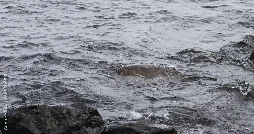 Pacific ocean turtle in rocks Punalu beach Hawaii. Kauai Poiop beach, home to sea turtles and Monk Seals. Rare and endangered native sea animals. Economy is tourism based. Volcanic lava rock. Pacific ocean turtle in rocks Punalu beach Hawaii. Kauai Poiop beach, home to sea turtles and Monk Seals. Rare and endangered native sea animals. Economy is tourism based. Volcanic lava rock.