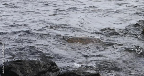 Pacific ocean turtle in rocks Punalu beach Hawaii. Kauai Poiop beach, home to sea turtles and Monk Seals. Rare and endangered native sea animals. Economy is tourism based. Volcanic lava rock. photo