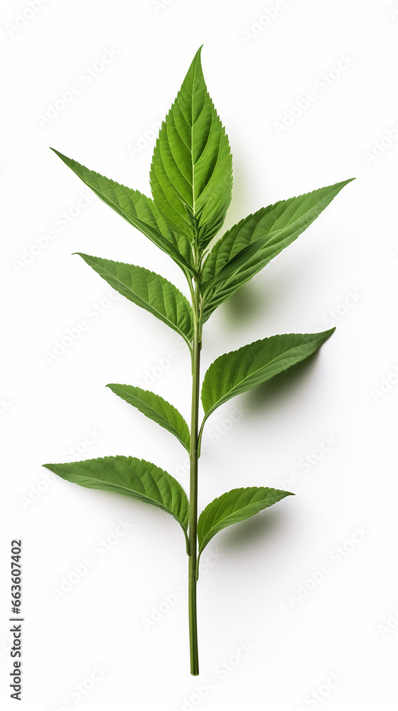 Fototapeta premium Photo of Balsam flower isolated on white background