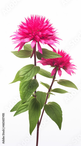 Photo of Bee Balm flower isolated on white background