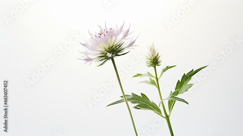 Photo of Bishops Weed flower isolated on white background