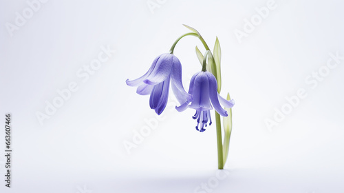 Photo of Bluebell flower isolated on white background