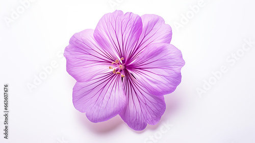 Photo of Cranesbill flower isolated on white background