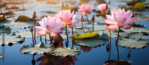 Pink lotus flower blooming in the pond with reflection on the water photo