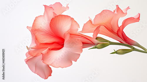 Photo of Gladiolus flower isolated on white background photo