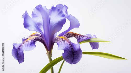 Photo of Iris flower isolated on white background