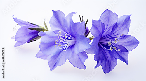 Photo of Larkspur flower isolated on white background