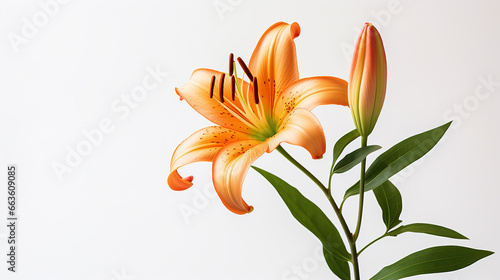 Photo of Lilium flower isolated on white background