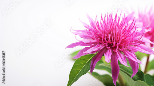 Photo of Monarda flower isolated on white background photo