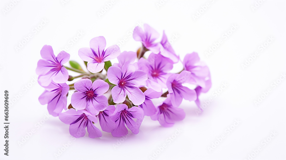 Photo of Rockcress flower isolated on white background