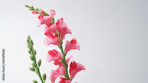Photo of Snapdragon flower isolated on white background photo