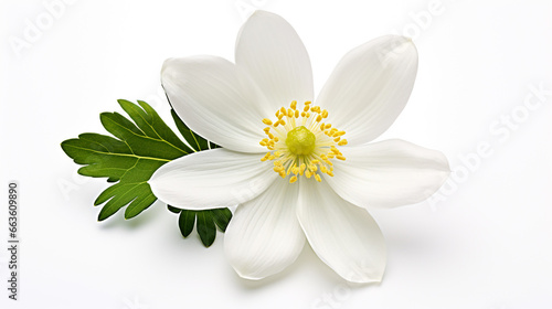 Photo of Wood Anemone flower isolated on white background