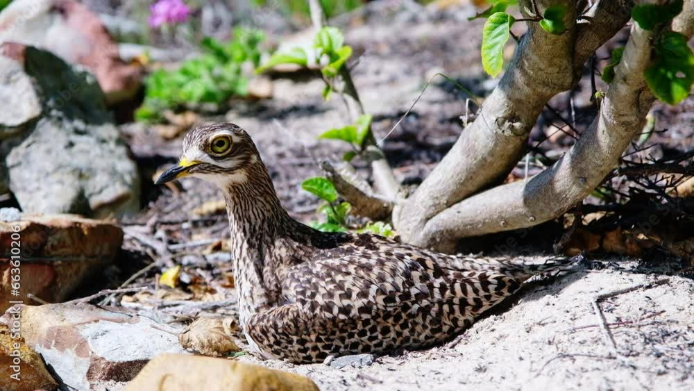 Profile shot of territorial spotted thick-knee bird sitting on her nest Profile shot of territorial spotted thick-knee bird sitting on her nest