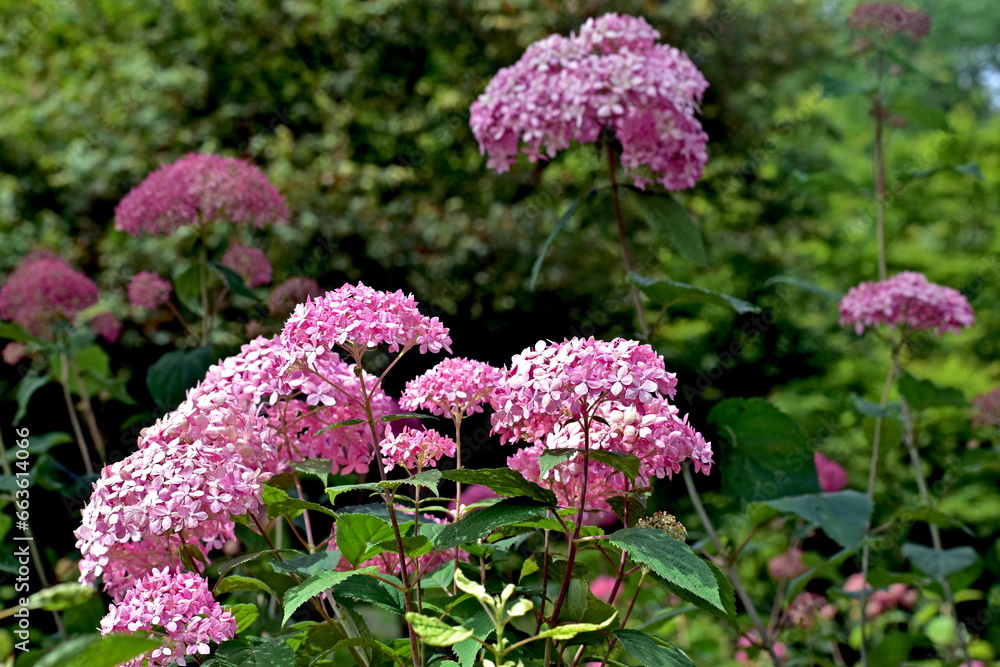 Obraz premium 紫陽花 アジサイ あじさい 岡山 美咲花山園
