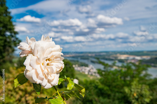 Views overlooking the Rhine River in Rudesheim Germany in Summer 