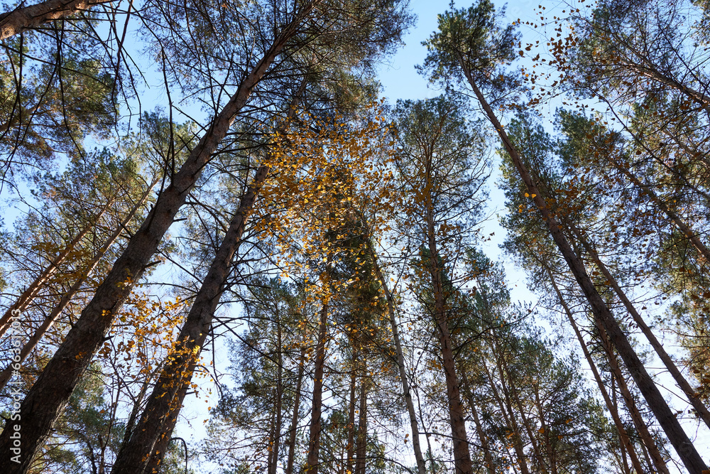 Fototapeta premium Pine trees in autumn forest with fallen leaves on sky background.