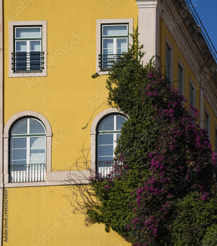 Architecture and nature. Beautiful historical building surrounded by hedera climbing plants with pink flowers. © Dragoș Asaftei